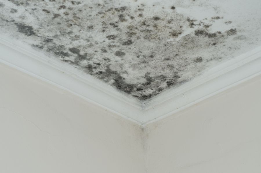 Mold Damage Insurance Claims in Saint Stephen, South Carolina by All Dry Services of Mount Pleasant & Greater Charleston