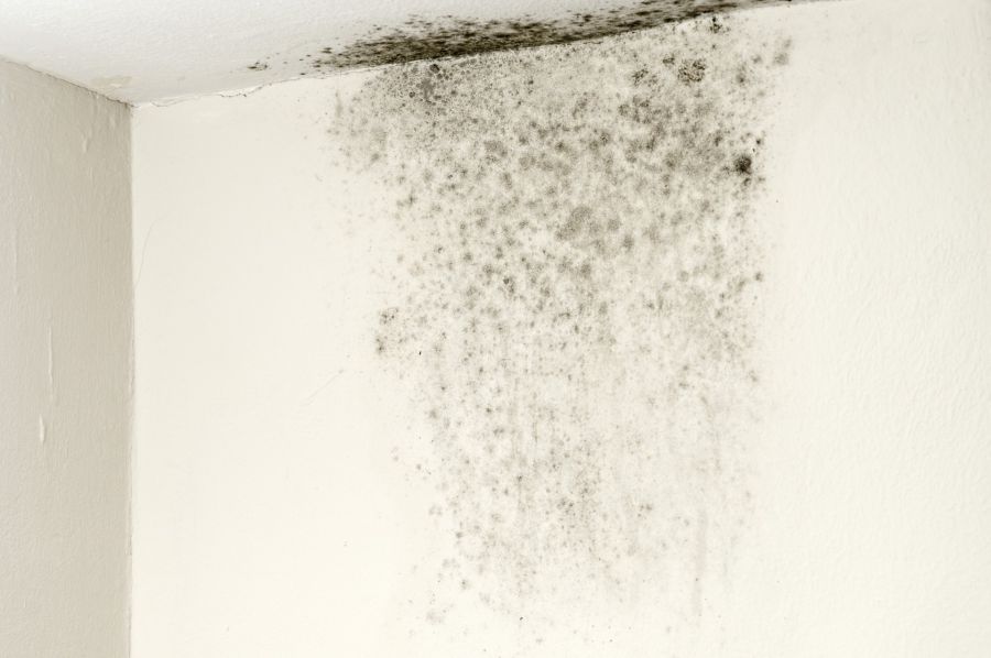 Mold Remediation by All Dry Services of Mount Pleasant & Greater Charleston